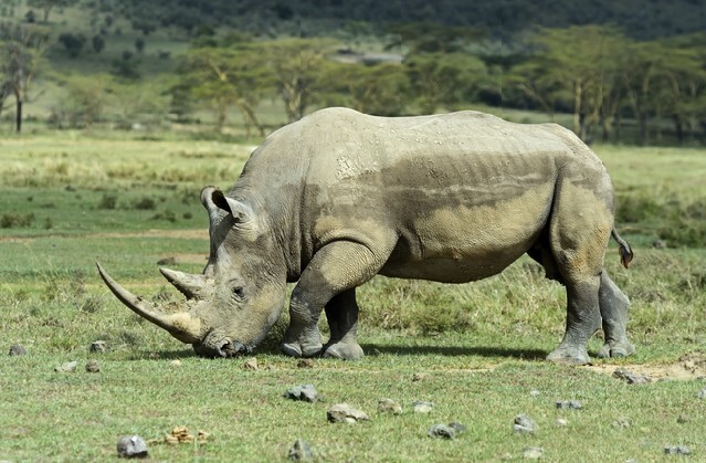 Black rhinoceros in Nakuru National Park in Kenya